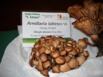 armillaria tabescens famigliola